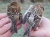 Mealy Redpoll