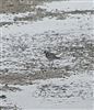 Grey Plover, Queen Mother Reservoir, 07/10/2026 Grey Plover at Queen Mother Reservoir, Berkshire. Photographed by Chris Heard on 7th October 2026.