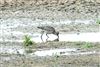 Grey Plover, Queen Mother Reservoir, 07/10/2026 Grey Plover at Queen Mother Reservoir, Berkshire. Photographed by Andy Tomczynski on 7th October 2026.