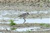 Grey Plover, Queen Mother Reservoir, 07/10/2026 Grey Plover at Queen Mother Reservoir, Berkshire. Photographed by Andy Tomczynski on 7th October 2026.