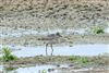 Grey Plover, Queen Mother Reservoir, 07/10/2026 Grey Plover at Queen Mother Reservoir, Berkshire. Photographed by Andy Tomczynski on 7th October 2026.