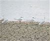 Sandwich Tern, Queen Mother Reservoir, 07/10/2026 Sandwich Tern at Queen Mother Reservoir, Berkshire. Photographed by Chris Heard on 7th October 2026.