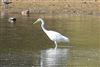 Great White Egret, Lower Farm GP, 26/09/2026 Great White Egret at Lower Farm GP, Berkshire. Photographed by Ian Quelch on 26th September 2026.