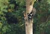Great Spotted Woodpecker, Bracknell, 28/09/2026 Great Spotted Woodpecker at Bracknell, Berkshire. Photographed by Doug MacKenzie Dodds on 28th September 2026.