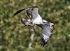 Osprey, East Fen, Moor Green Lakes, 30/09/2026 Osprey at East Fen, Moor Green Lakes, Berkshire. Photographed by Terry Walker on 30th September 2026.