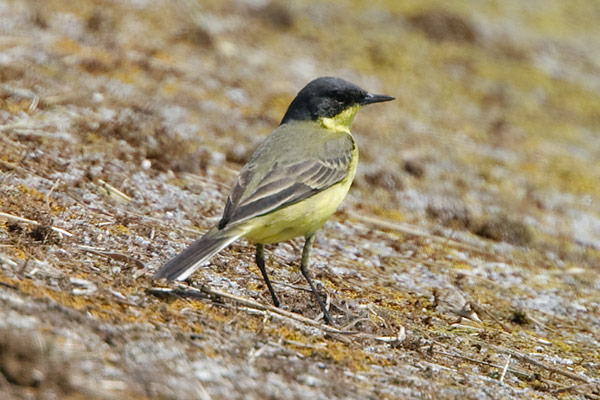 Grey-headed Wagtail