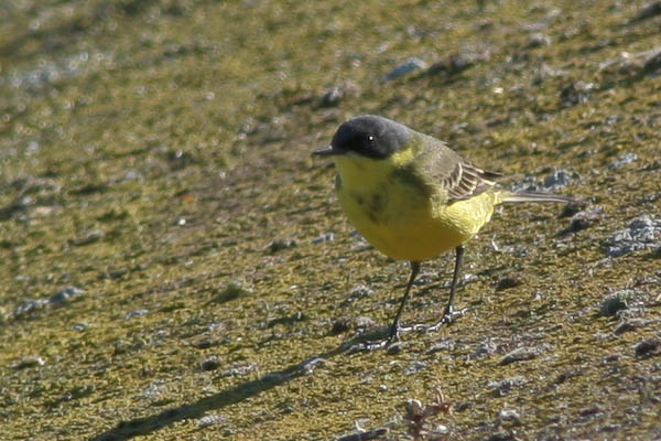 Grey-headed Wagtail