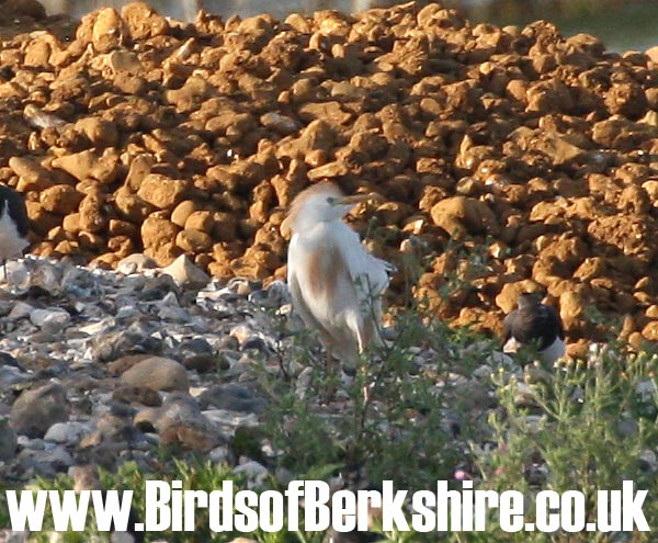 Cattle Egret