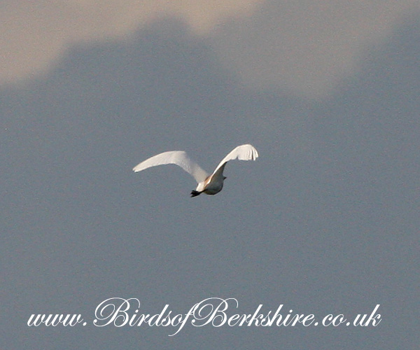 Cattle Egret