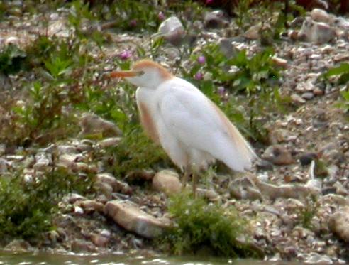 Cattle Egret