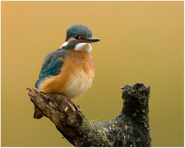 Kingfisher