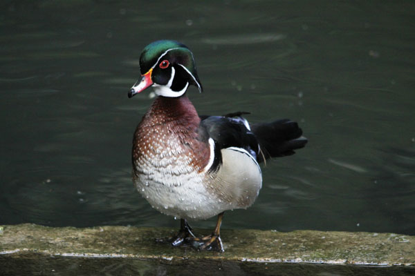 Wood Duck