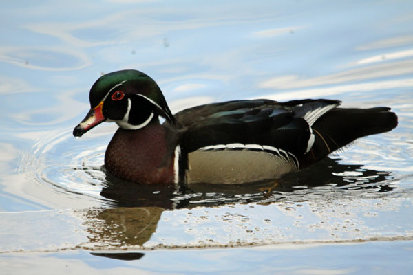 Wood Duck