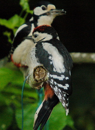 Great Spotted Woodpecker