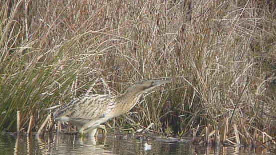 Bittern