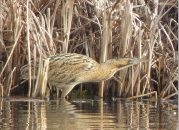 Bittern