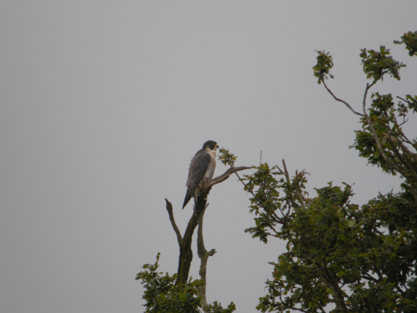 Peregrine