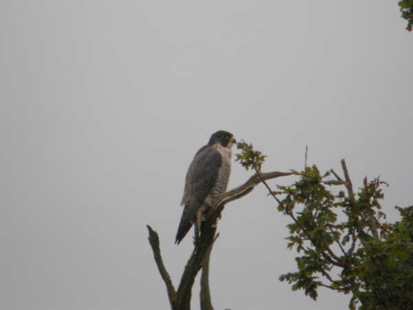 Peregrine