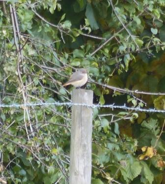 Redstart