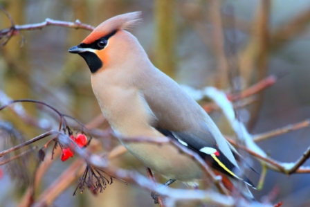 Waxwing