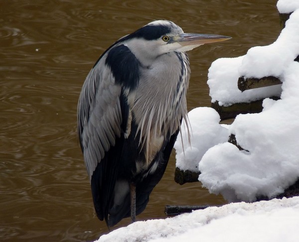 Grey Heron