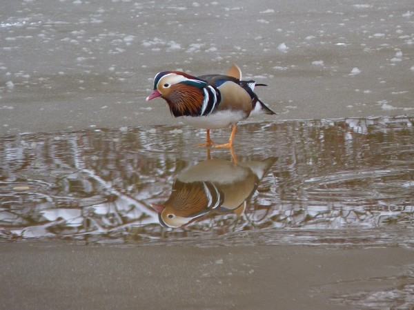 Mandarin Duck