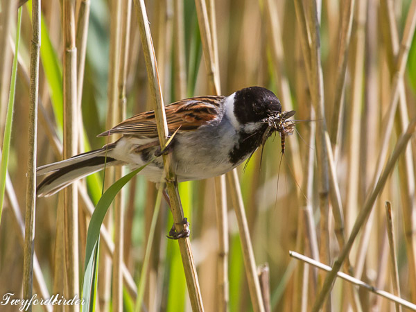 Reed Bunting