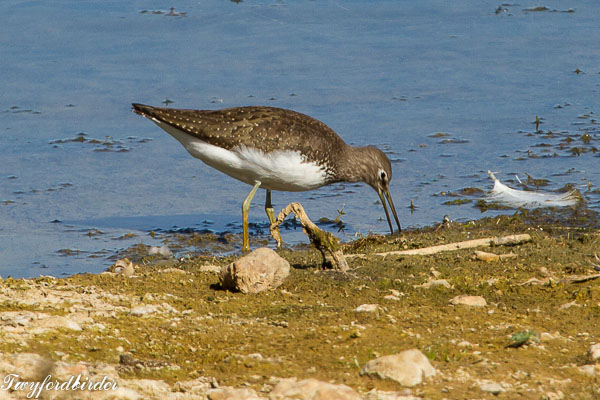 Green Sandpiper