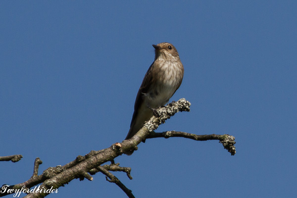 Spotted Flycatcher