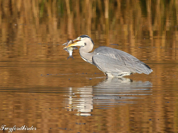 Grey Heron