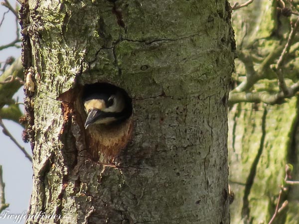 Great Spotted Woodpecker