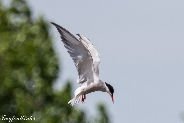 Common Tern