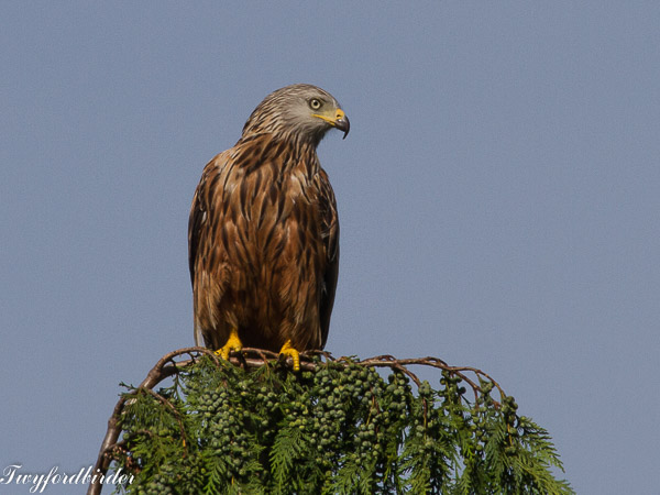 Red Kite