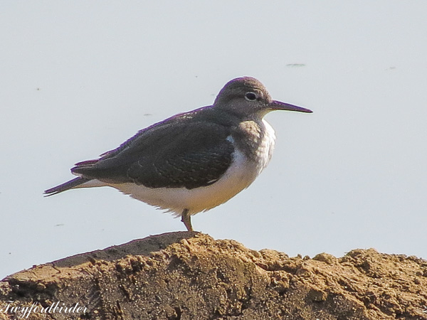 Common Sandpiper