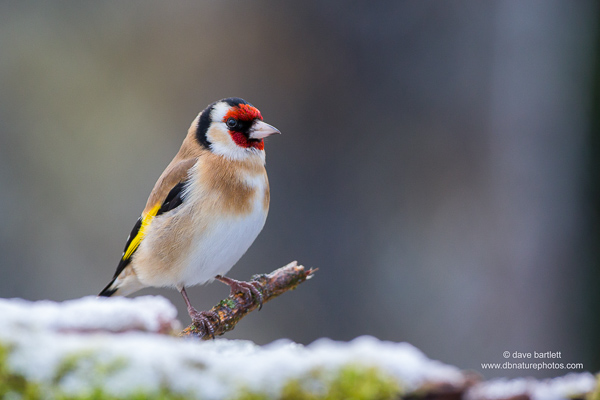 Goldfinch