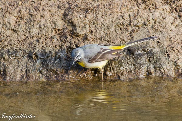 Grey Wagtail