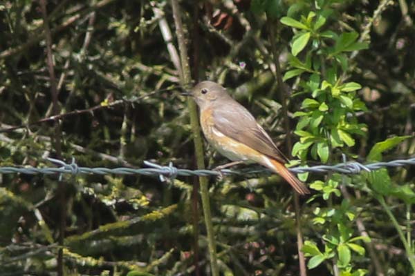 Redstart