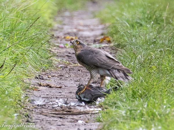 Sparrowhawk