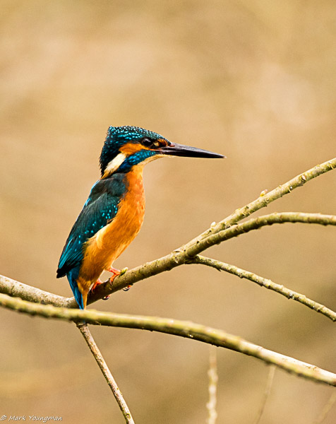 Kingfisher