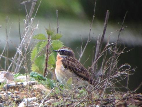 Whinchat