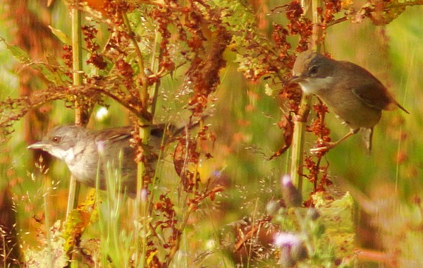 Whitethroat