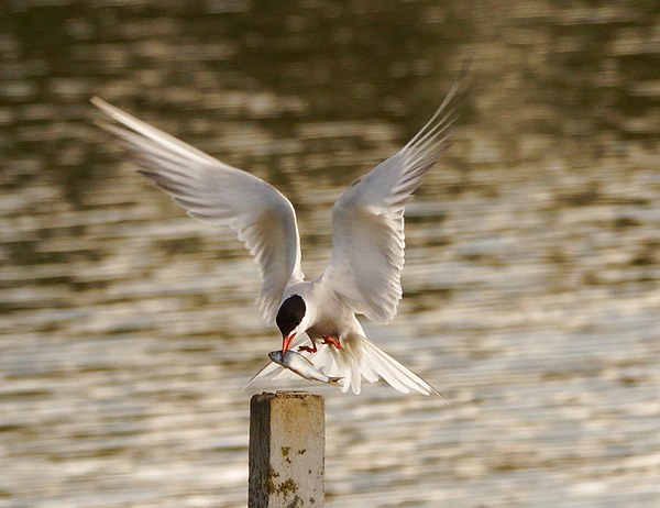 Common Tern