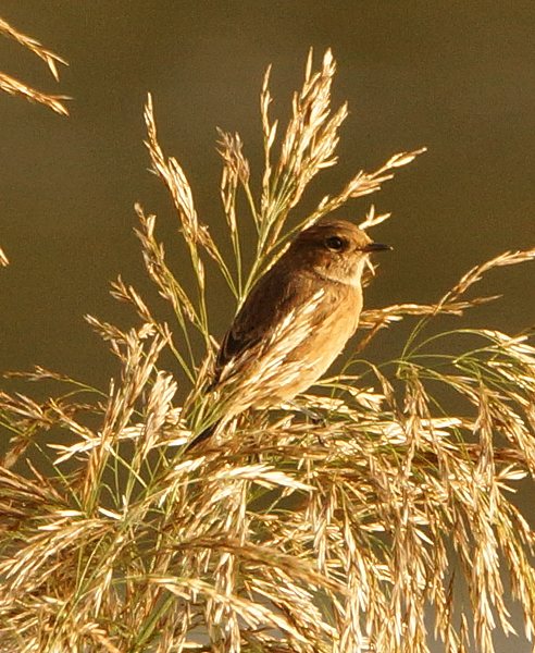 Stonechat