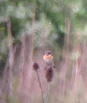 Whinchat