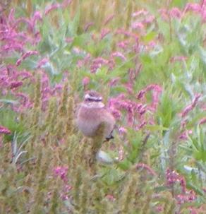 Whinchat