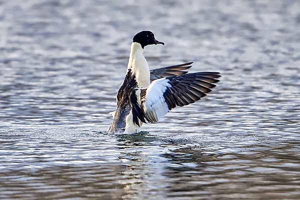 Goosander