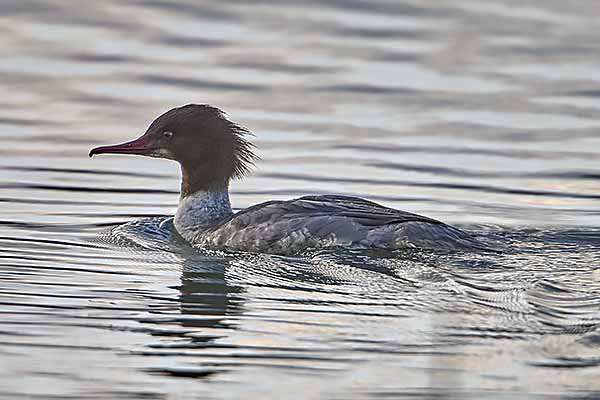 Goosander