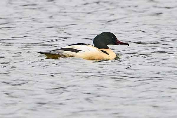 Goosander