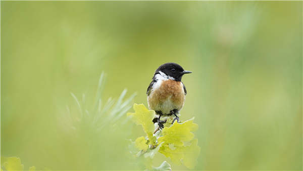 Stonechat