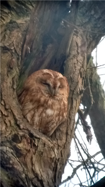 Tawny Owl